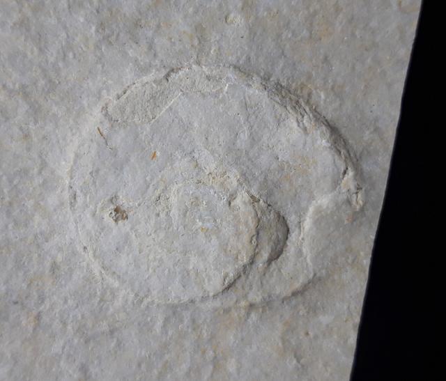 Lingulaticeras solenoides QUENSTEDT 1849 - Bild © FossNet FossilienStore